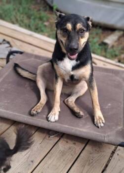 Punkin -  Husky and German Shepherd Dog Dog for Adoption in Houston, Texas - Punkin | PetCurious