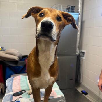 Bruno -  Labrador Retriever and Mixed Breed Dog for Adoption in Englewood, Florida - Bruno | PetCurious