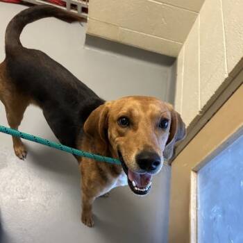 Rescue Mixed Breed Dogs for Adoption in Asheville, North Carolina - Gibby | PetCurious