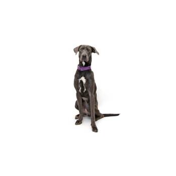 Elvira -  Mixed Breed Dog for Adoption in Los Angeles, California - Elvira | PetCurious