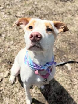Mixed Breed Dogs Available for Adoption in Menomonie, Wisconsin - Nezuko | PetCurious