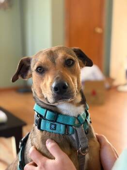 Mixed Breed Dogs Available for Adoption - Wiley | PetCurious