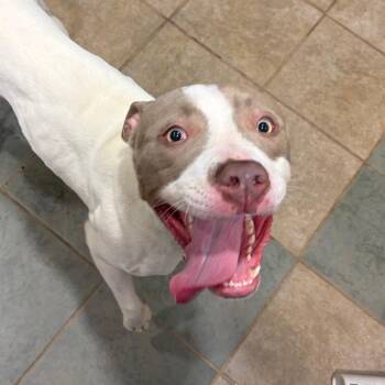 Mixed Breed Dogs Available for Adoption in Chattanooga, Tennessee - Mailey | PetCurious