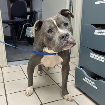 Pit Bull Terrier Dogs Available for Adoption - Fern | PetCurious