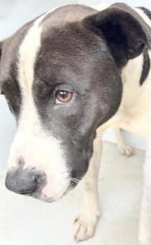 Pit Bull Terrier Dogs Available for Adoption in Houston, Texas - A654727 | PetCurious