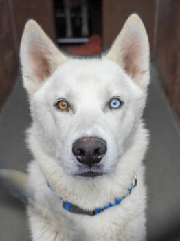 Rescue Mixed Breed Dogs for Adoption in Longmont, Colorado - Prince | PetCurious