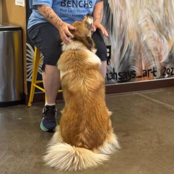Daliah -  Great Pyrenees and Saint Bernard Dog for Adoption in Mankato, Minnesota - Daliah | PetCurious