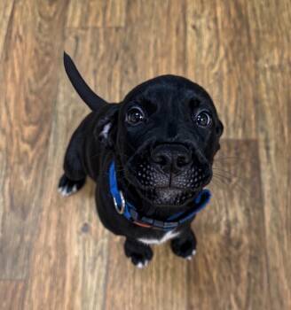 Shy Boy -  Mixed Breed Dog for Adoption in Ocala, Florida - Shy Boy | PetCurious