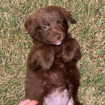 Mixed Breed Dogs Available for Adoption in Wando, South Carolina - Coconut | PetCurious