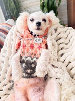 Holly -  Bichon Frise Dog for Adoption in Didsbury, Alberta - Holly | PetCurious