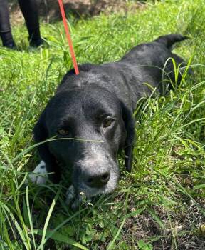 260498  Liberty -  Basset Hound and Beagle Dog for Adoption in Wetumpka, Alabama - 260498  Liberty | PetCurious