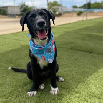 Labrador Retriever and Shepherd Dogs Available for Adoption - NOAH | PetCurious