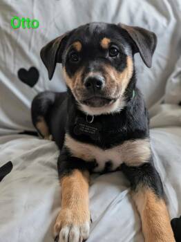 Otto -  Labrador Retriever Dog for Adoption in Littleton, Colorado - Otto | PetCurious
