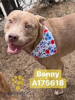Rescue Mixed Breed Dogs for Adoption in Broken Arrow, Oklahoma - Benny | PetCurious