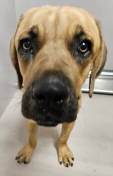 Rescue Neapolitan Mastiff and Mastiff Dogs for Adoption in Sherwood, Arkansas - Odin | PetCurious