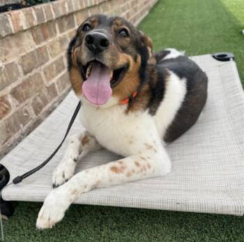 BAILEY -  Mixed Breed Dog for Adoption in Dallas, Texas - BAILEY | PetCurious