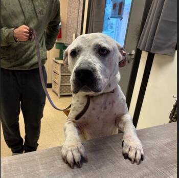 Mastiff and Dalmatian Dogs Available for Adoption in Sugar Land, Texas - FRANKIE | PetCurious