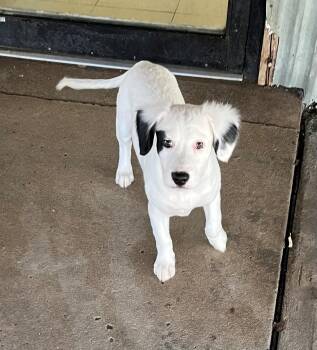 Oscar -  Spaniel Dog for Adoption in Oakland, Maryland - Oscar | PetCurious