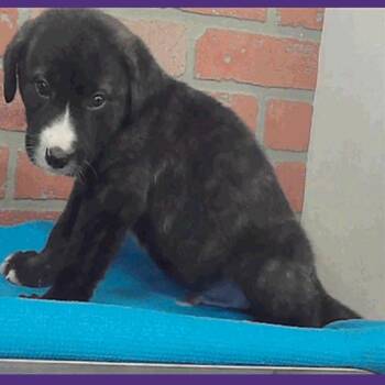 Reynaldo -  Labrador Retriever and Mixed Breed Dog for Adoption in Tacoma, Washington - Reynaldo | PetCurious