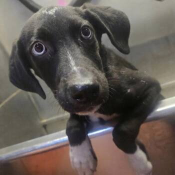 Bieber PICS COMING SOON -  Border Collie and Beagle Dog for Adoption in Athens, Alabama - Bieber PICS COMING SOON | PetCurious