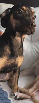 Brie -  Miniature Pinscher and French Bulldog Dog for Adoption in Rialto, California - Brie | PetCurious