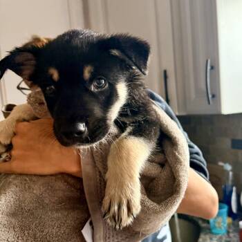 Ryder -  Shepherd Dog for Adoption in Copiague, New York - Ryder | PetCurious
