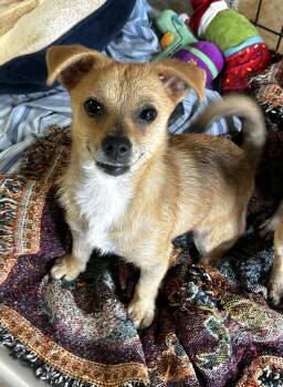 Chihuahua Dogs Available for Adoption in Lampasas, Texas - Joey | PetCurious