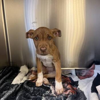Mixed Breed Dogs Available for Adoption in Columbus, Georgia - 04/19/2026-Stray-11thAvenue-1 | PetCurious