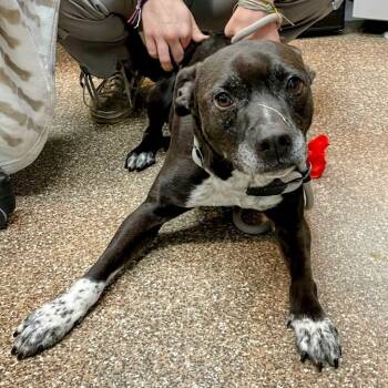 Rescue English Pointer and Mixed Breed Dogs for Adoption in Lyndhurst, Virginia - Scottie | PetCurious