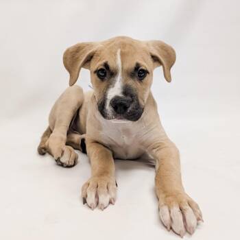Pit Bull Terrier and Mixed Breed Dogs Available for Adoption in Parker, Colorado - 625 (2026) Charlie | PetCurious