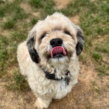 Shih Tzu and Terrier Dogs Available for Adoption in Houston, Texas - Broni | PetCurious