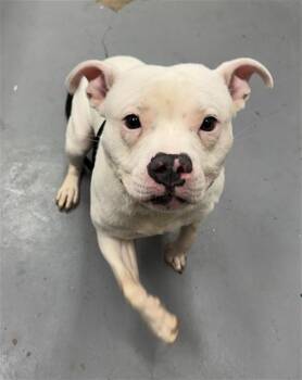 Pit Bull Terrier Dogs Available for Adoption in Peoria, Illinois - BABY P | PetCurious