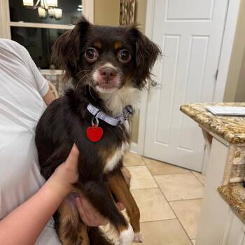 Spaniel Dogs Available for Adoption in Waterford, New Jersey - LEAF | PetCurious