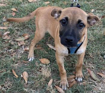 ROSSY -  Black Mouth Cur Dog for Adoption in Bell Gardens, California - ROSSY | PetCurious
