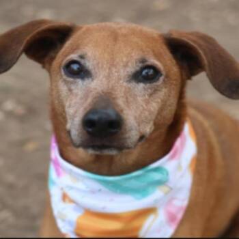 Dachshund Dogs Available for Adoption in Williston, Vermont - Ares | PetCurious