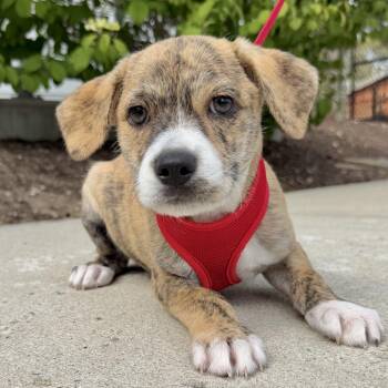 Terrier and Mixed Breed Dogs Available for Adoption in East Hampton, New York - Gelato | PetCurious
