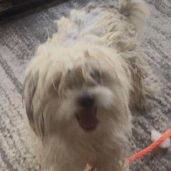 Irie -  Maltese and Havanese Dog for Adoption in Las Vegas, Nevada - Irie | PetCurious