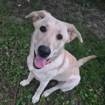 Sunny -  Labrador Retriever and Great Pyrenees Dog for Adoption in Peculiar, Missouri - Sunny | PetCurious
