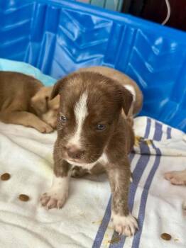Quesarito -  Black Mouth Cur Dog for Adoption in Silsbee, Texas - Quesarito | PetCurious