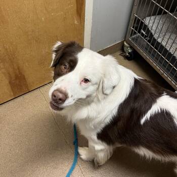 Ozzy -  Mixed Breed Dog for Adoption in Chattanooga, Tennessee - Ozzy | PetCurious