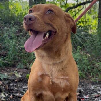 Maribella -  Labrador Retriever and Mixed Breed Dog for Adoption in Riverwoods, Illinois - Maribella | PetCurious