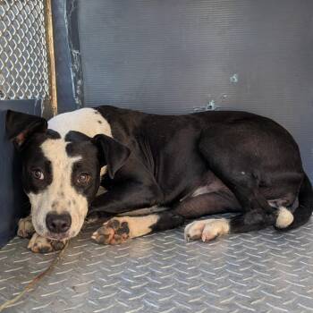 Kimchi -  Boston Terrier and Mixed Breed Dog for Adoption in Buchanan Dam, Texas - Kimchi | PetCurious