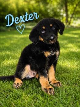 Dexter -  Bernese Mountain Dog and German Shepherd Dog Dog for Adoption in Malvern, Pennsylvania - Dexter | PetCurious