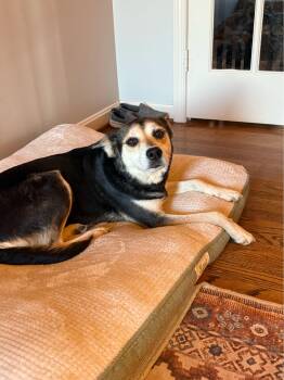 Roxy -  Shepherd Dog for Adoption - Roxy | PetCurious