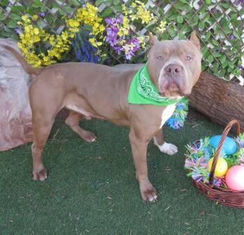 Pit Bull Terrier Dogs Available for Adoption in Oklahoma City, Oklahoma - BIG ED | PetCurious