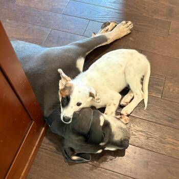 Guppy -  Mixed Breed Dog for Adoption in Brownsboro, Alabama - Guppy | PetCurious