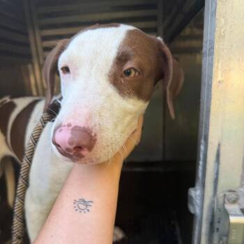 Falkor -  Mixed Breed Dog for Adoption in Valley, Alabama - Falkor | PetCurious