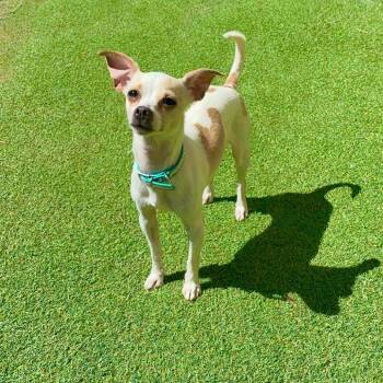 Mixed Breed Dogs Available for Adoption in Las Cruces, New Mexico - Flora | PetCurious