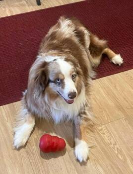 Australian Shepherd Dogs Available for Adoption - Kip | PetCurious