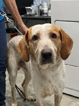 Eugene -  Coonhound Dog for Adoption in Scottsburg, Indiana - Eugene | PetCurious